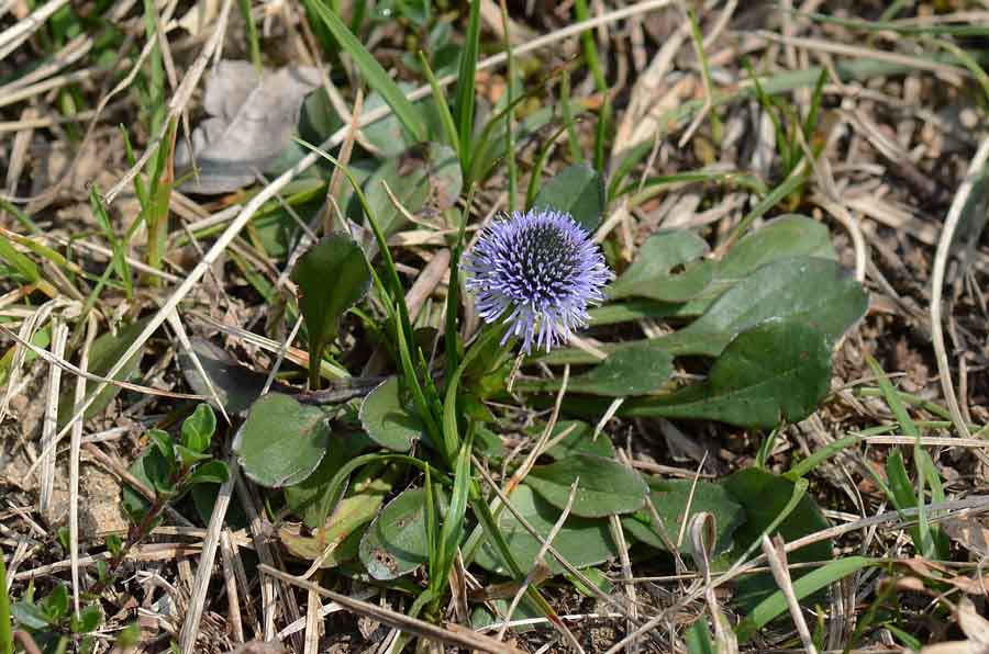 Globularia bisnagarica  / Vedovelle dei prati